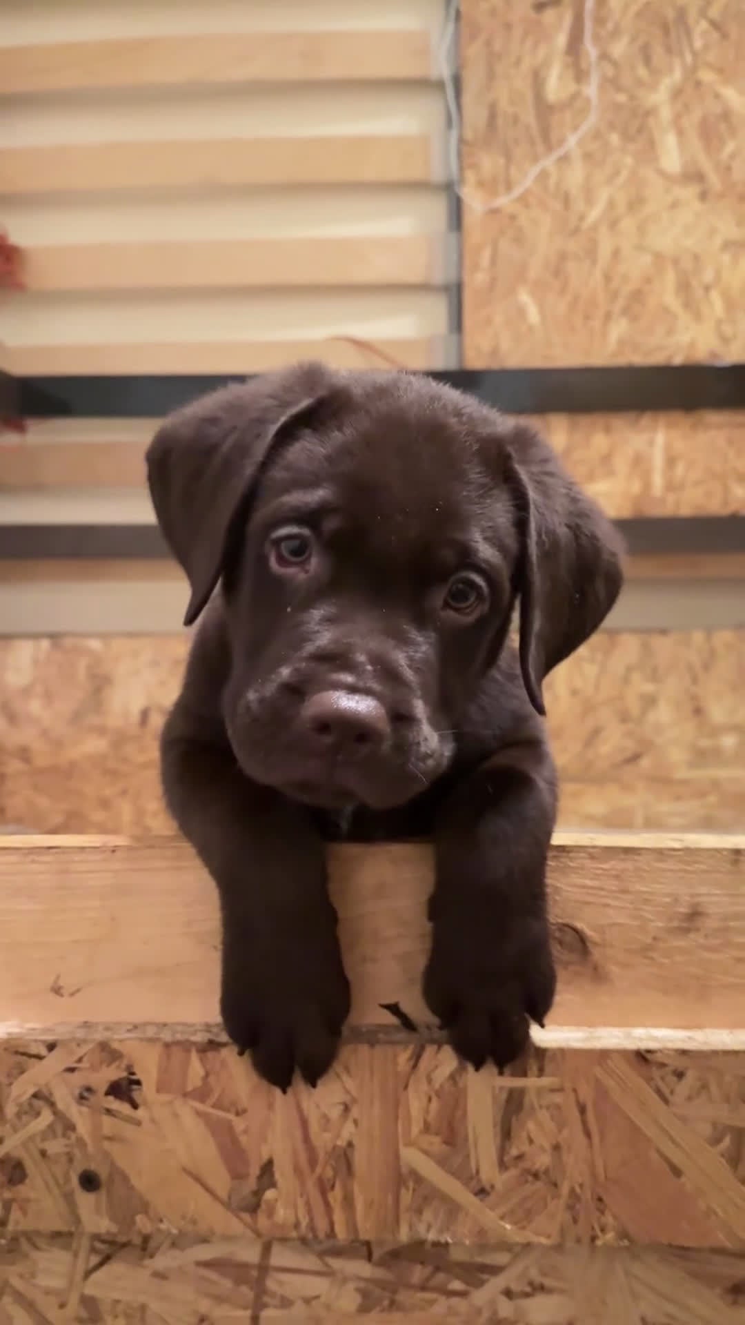 Labrador cani in vendita: Labrador Cioccolato - Video 4