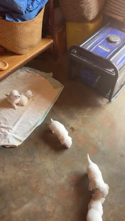 Coton de Tulear cani in vendita: Coton del Tulear - Video 1