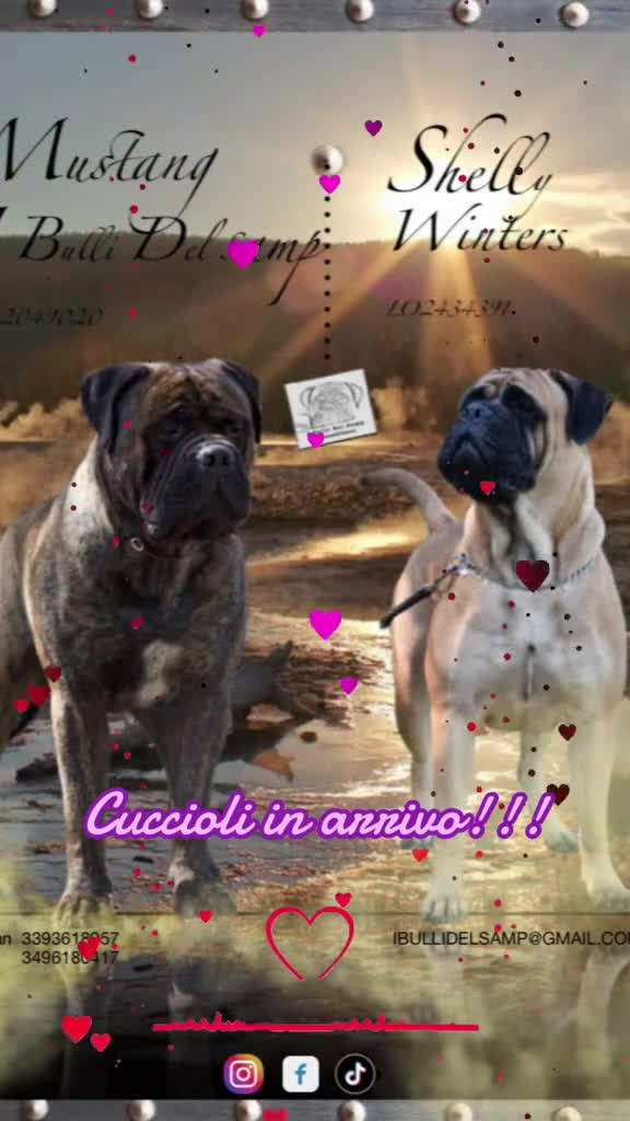 Bullmastiff cani in vendita: Cuccioli Bullmadtiff - Video 1