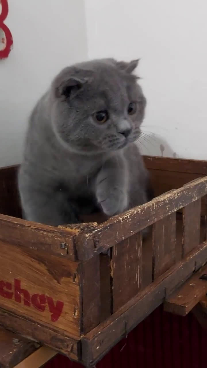 Scottish gatti in vendita: Scottish Fold/Straight  e British  a Città Metropolitana di Torino - Video 2