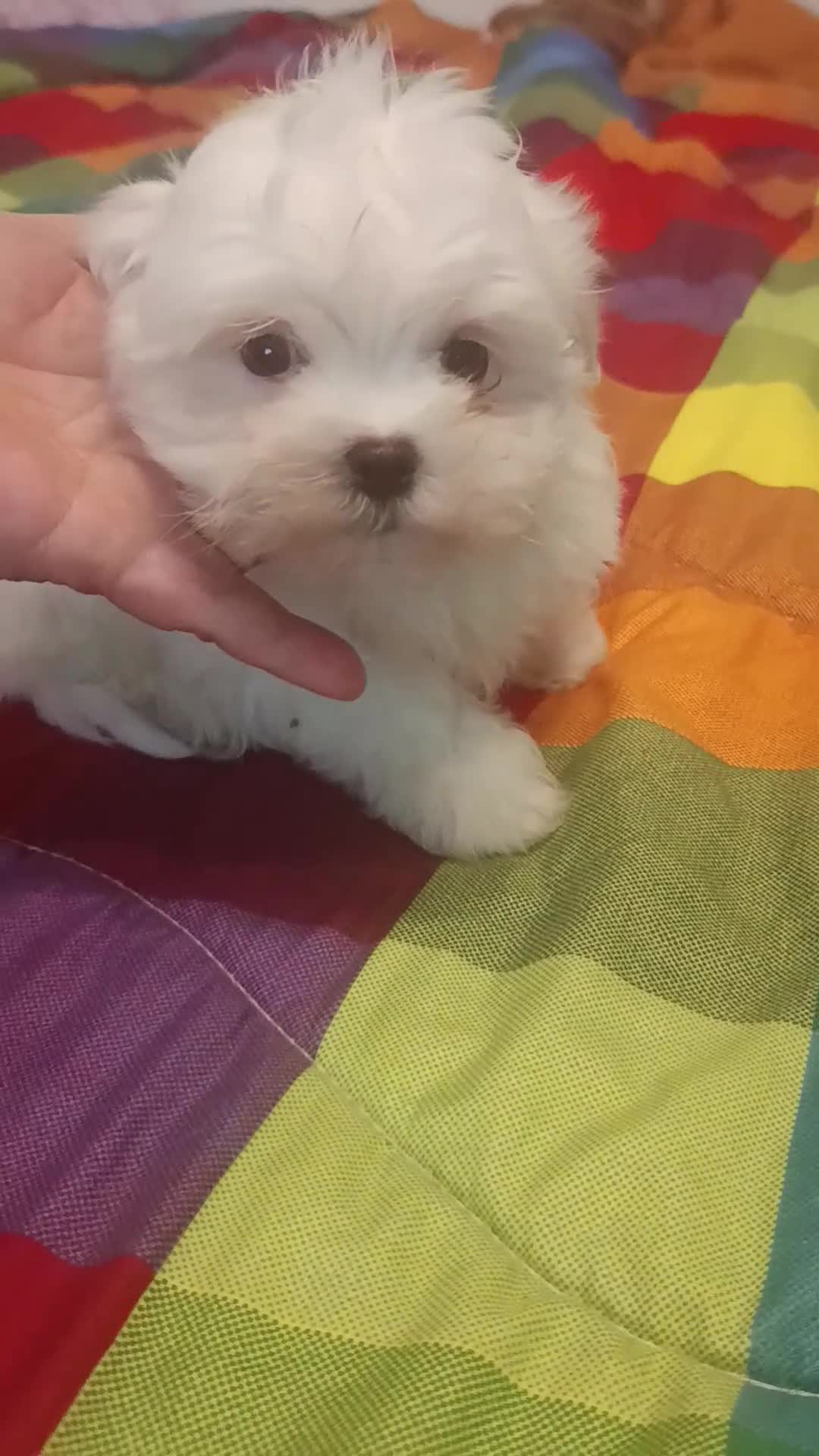 Maltese cani in vendita: Maschietto genitori maltese pedigree ENCI  - Video 1