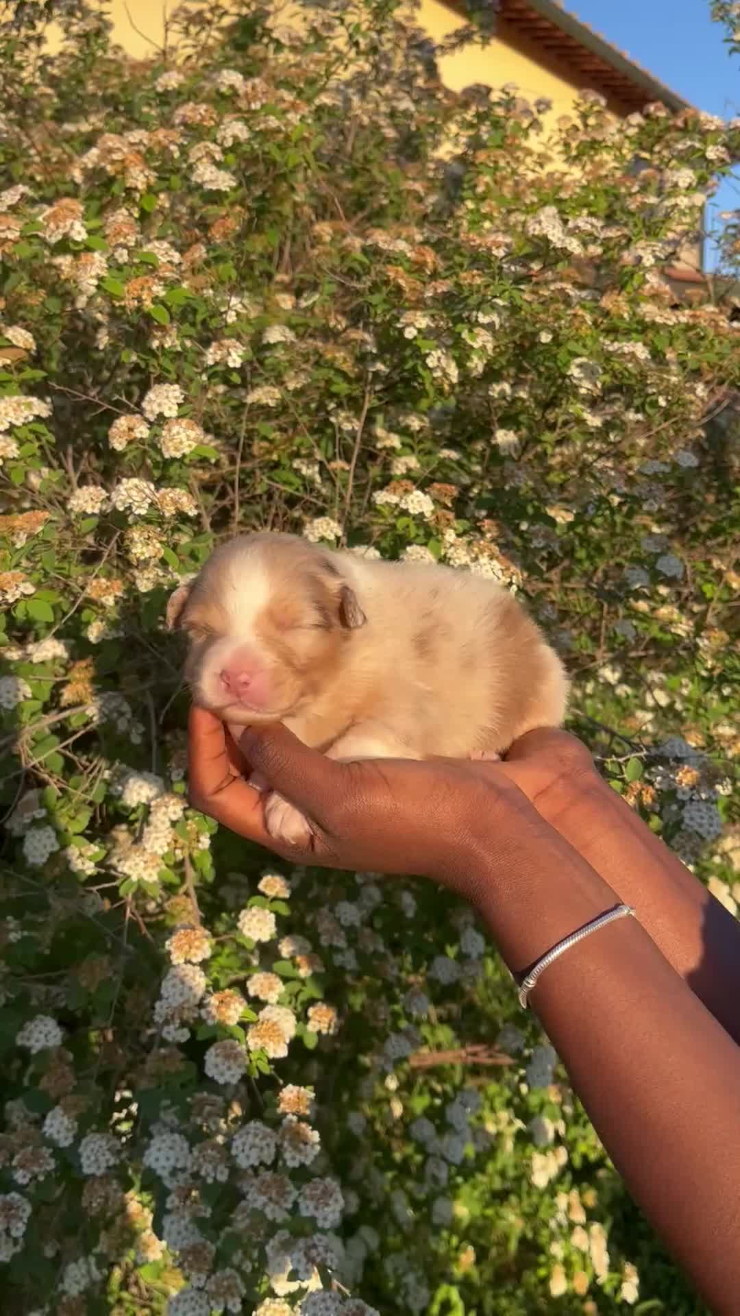 Australian Shepherd cani in vendita: Cuccioli Australian Shepherd  a Provincia di Grosseto - Video 1