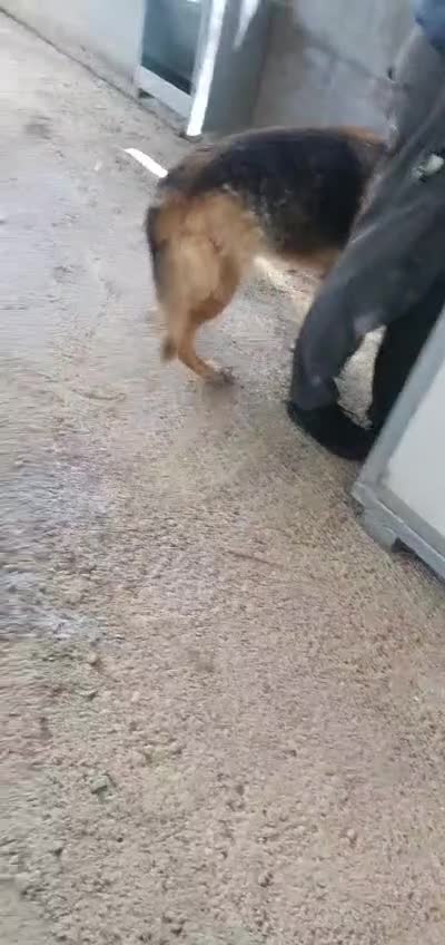 Pastore Tedesco cani in regalo: Zara pastore tedesco in canile - Video 1