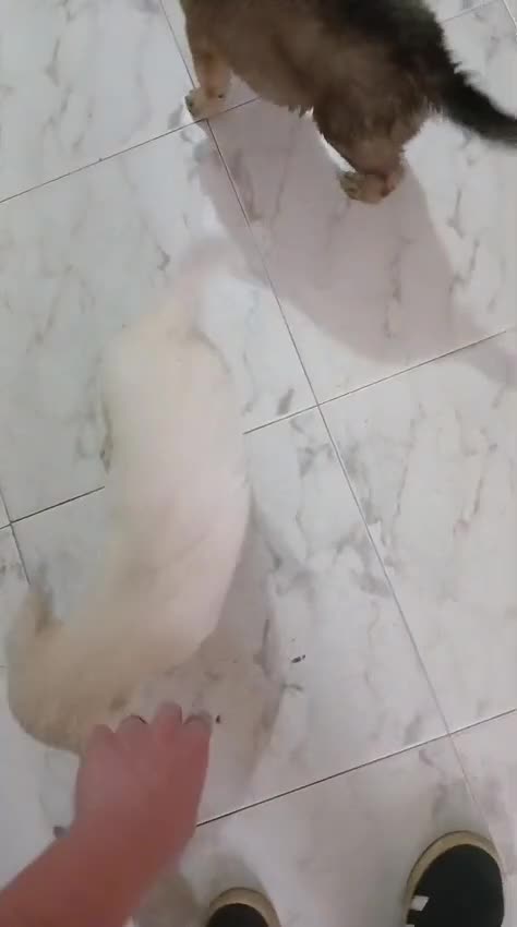 Meticcio cani in regalo: Cuccioli tenerissimi cercano casa - Video 1