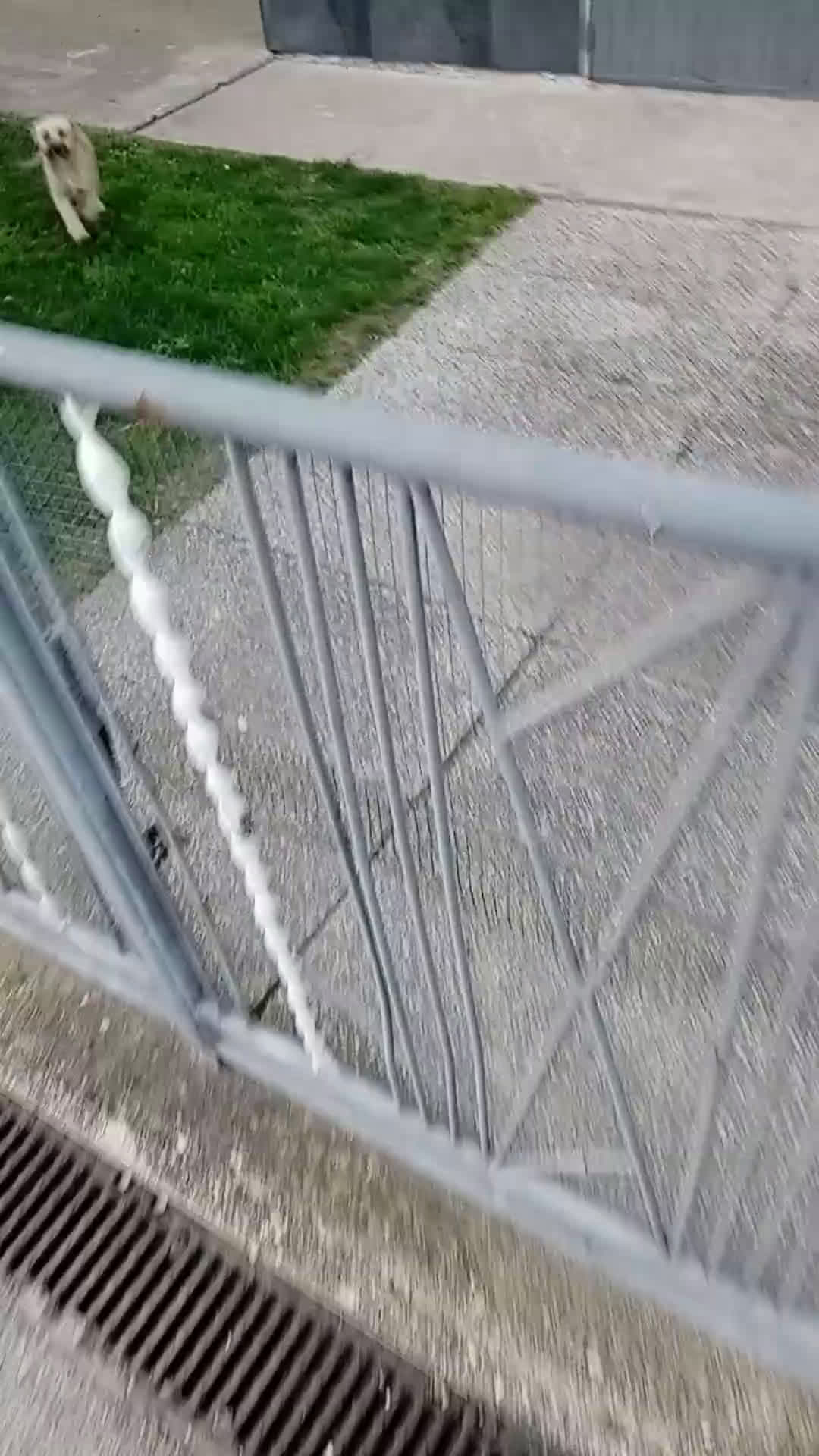 Meticcio cani in regalo: Meticcio  - Video 1