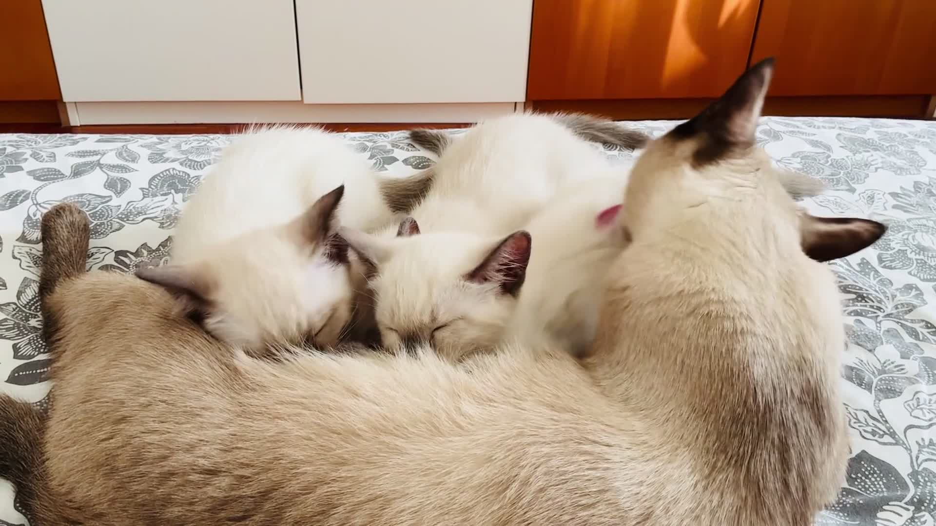 Siamese gatti in vendita: Gattini Siamese Thai / Neva Masquarada a Città metropolitana di Milano - Video 2