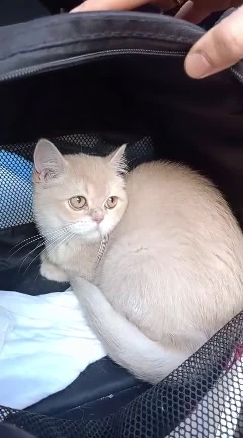 British gatti in vendita: British femmina lilac  - Video 1