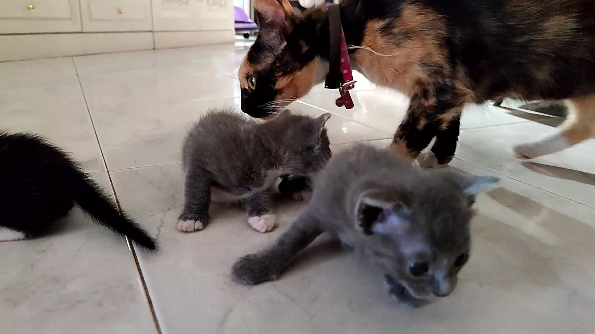 Meticcio gatti in regalo: Regalo Gattini a Città Metropolitana di Napoli - Video 1