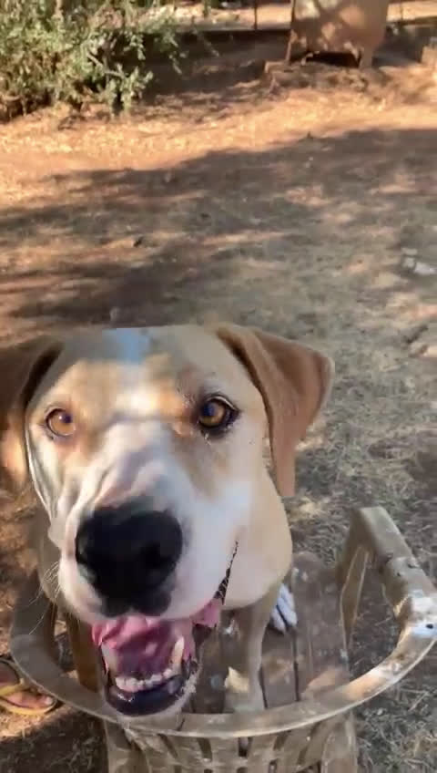 Meticcio cani in regalo: Rosy bella equilibrata dolce socievole  - Video 2