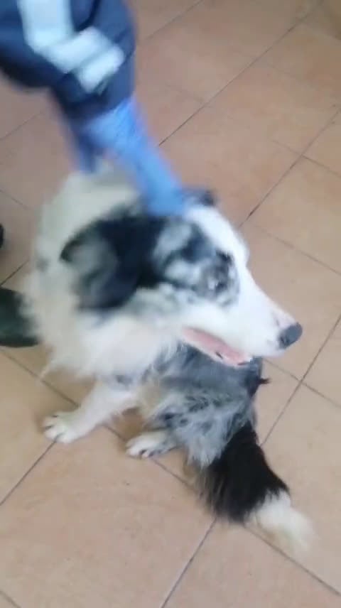 Border Collie cani in regalo: Ciro, Border Collie in Canile - Video 1