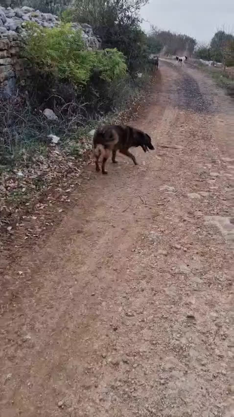 Pastore del Caucaso cani in regalo: Splendida simil Pastore del Caucaso - CARRIE - Video 3