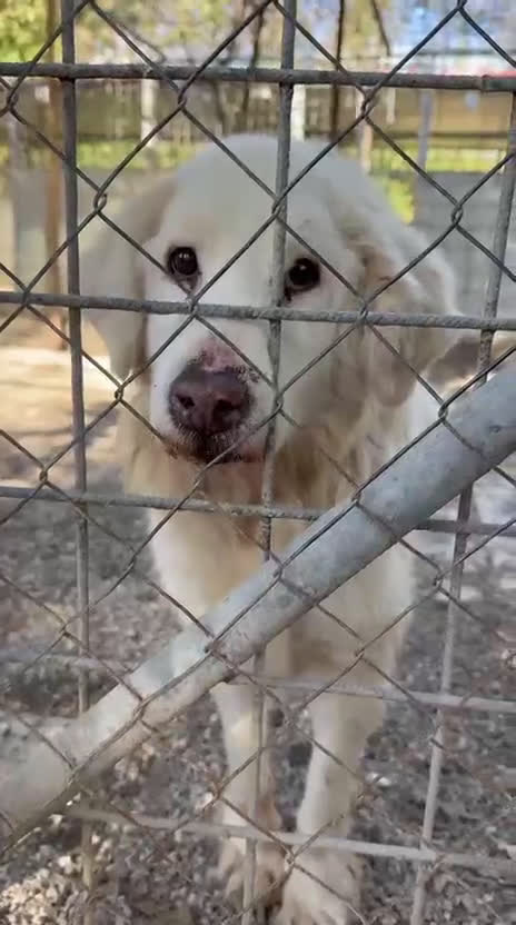 Meticcio cani in regalo: Bruno: adozione del cuore  - Video 1