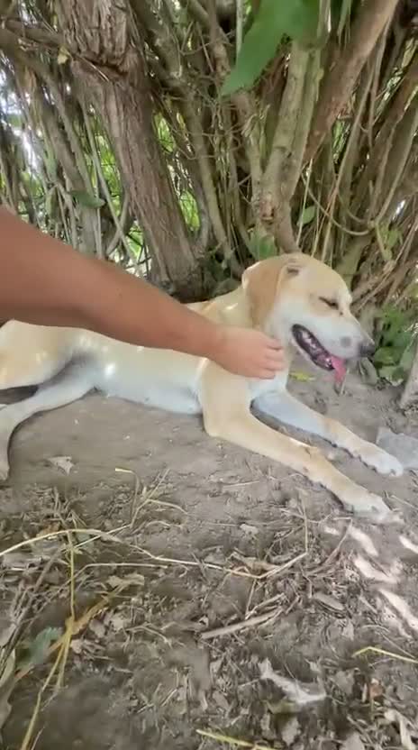 Meticcio cani in regalo: Undi cerca amore - Video 1