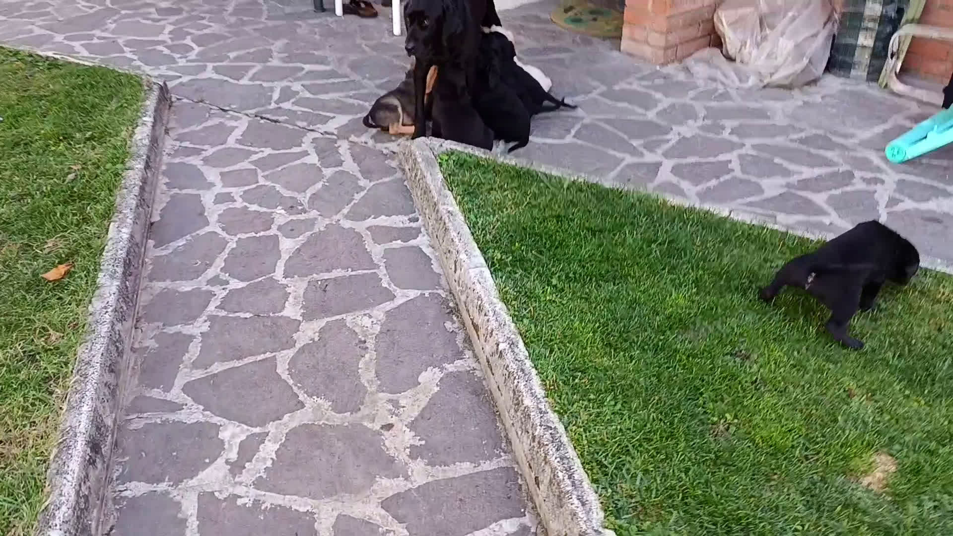 Labrador cani in vendita: cuccioli Labrador  - Video 1