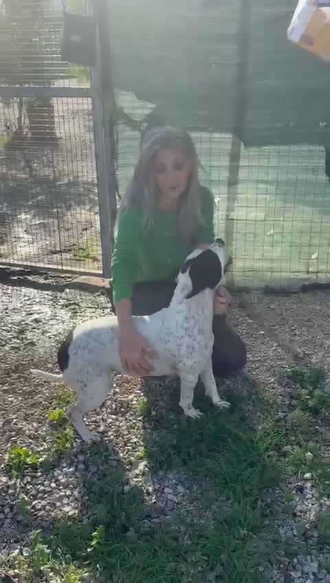 Altre razze cani in regalo: Desy, dolcissima, taglia media contenuta, 2 anni - Video 4