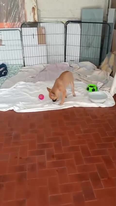 Meticcio cani in regalo: Leo, simil pastorino! (5 mesi)  - Video 1
