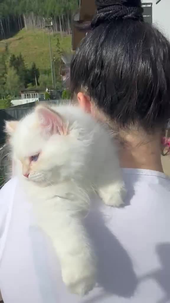 Siberiano gatti in vendita: Gattino Siberiano con Pedigree Anfi  - Video 2