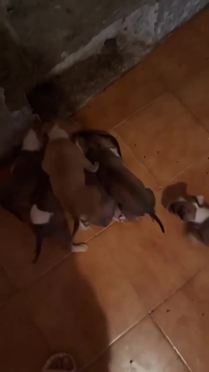 Pitbull cani in vendita: Pittbul a Città Metropolitana di Torino - Video 1