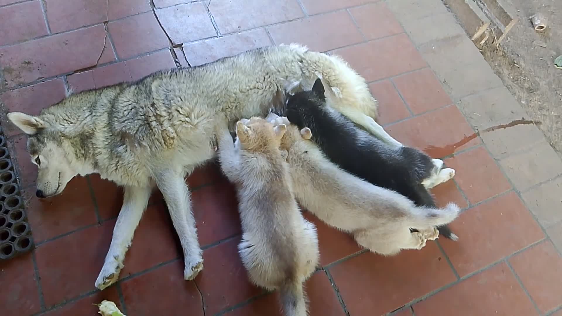 Husky cani in vendita: Siberian husky  a Provincia di Como - Video 1