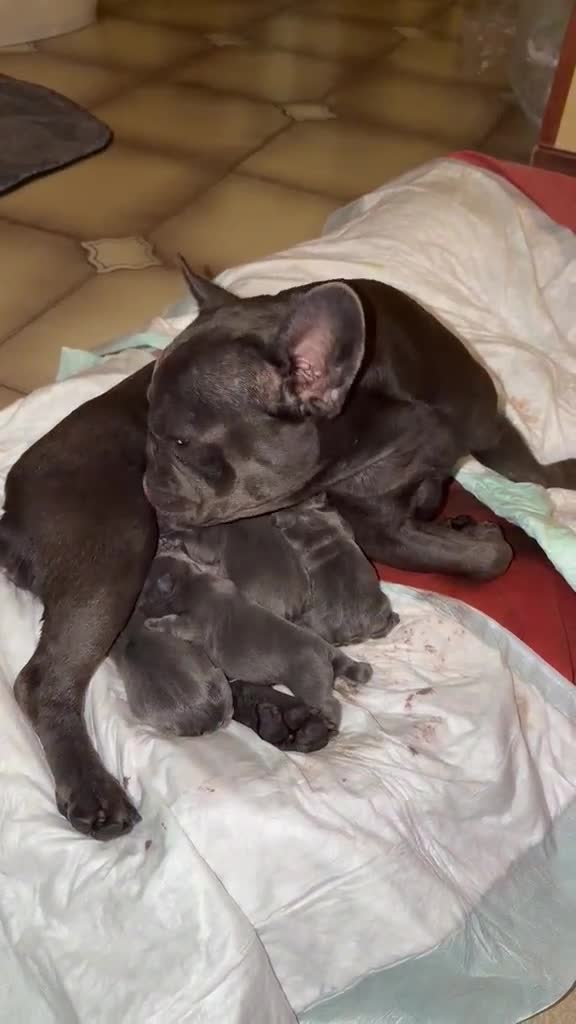 Bulldog Francese cani in vendita: 4 meravigliosi Bulldog Francesi Blue affettuosi💙 - Video 1