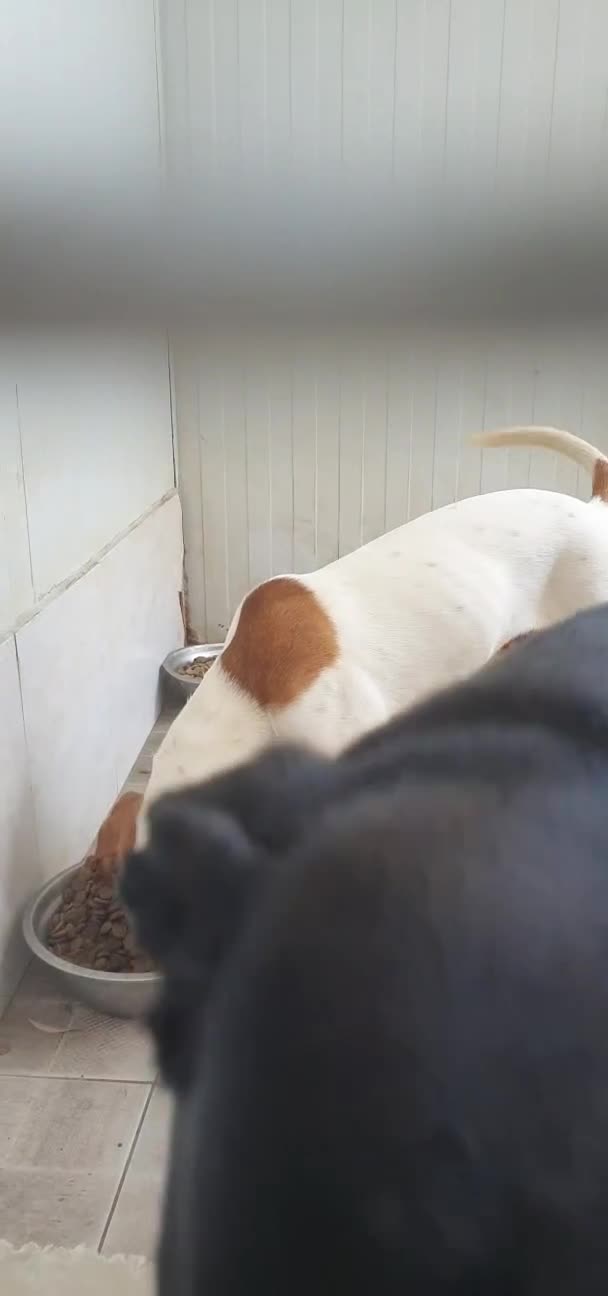 Beagle cani in regalo: Thor, Beagle cucciolo in canile - Video 2