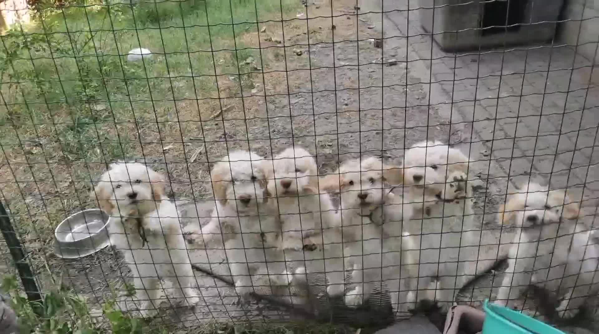 Lagotto cani in vendita: Lagotti romagnoli puri bianco arancio a Provincia di Modena - Video 2