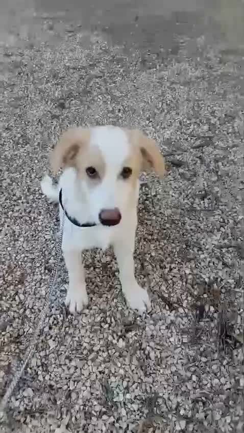 Meticcio cani in regalo: Alex e Franz - Video 1
