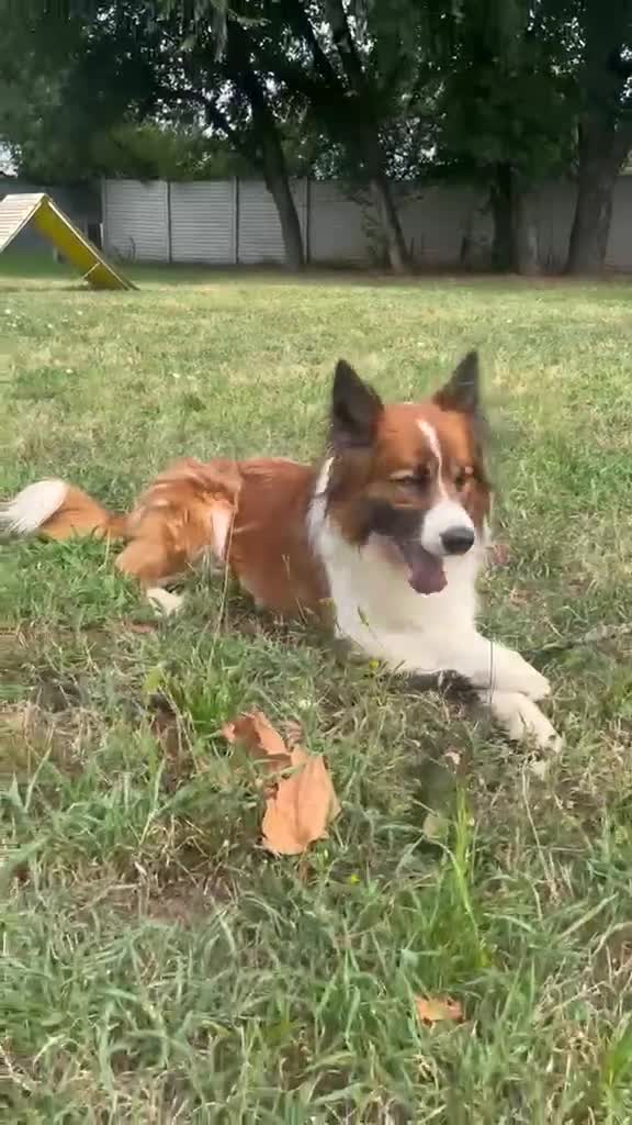 Meticcio cani in regalo: CHARLIE BORDER COLLIE - Video 1