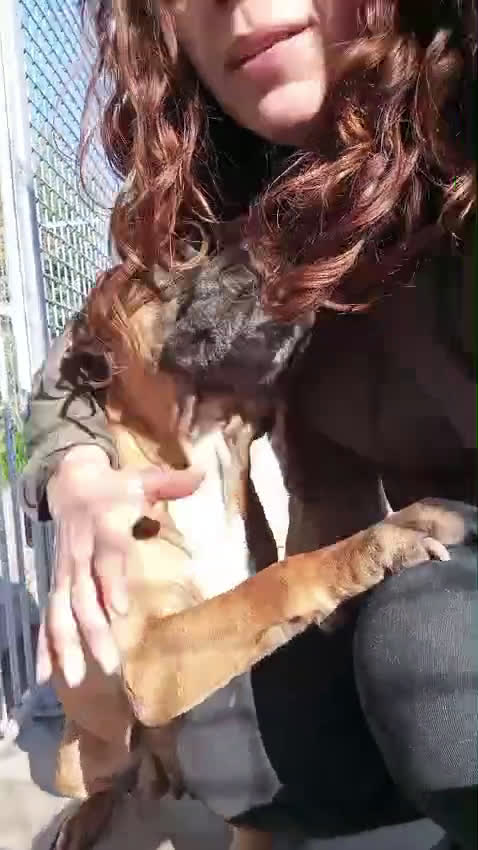 Meticcio cani in regalo: Zoe, mix pittbull/boxer!  - Video 1