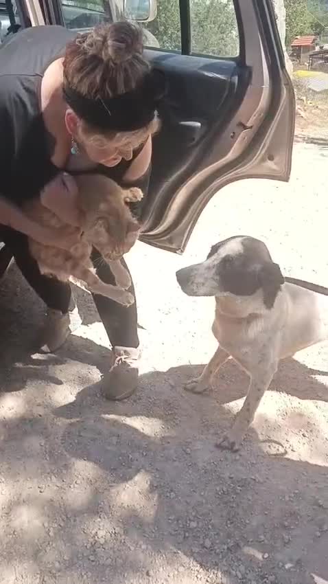 Meticcio cani in regalo: Daisy, una meticcia in cerca di famiglia - Video 1