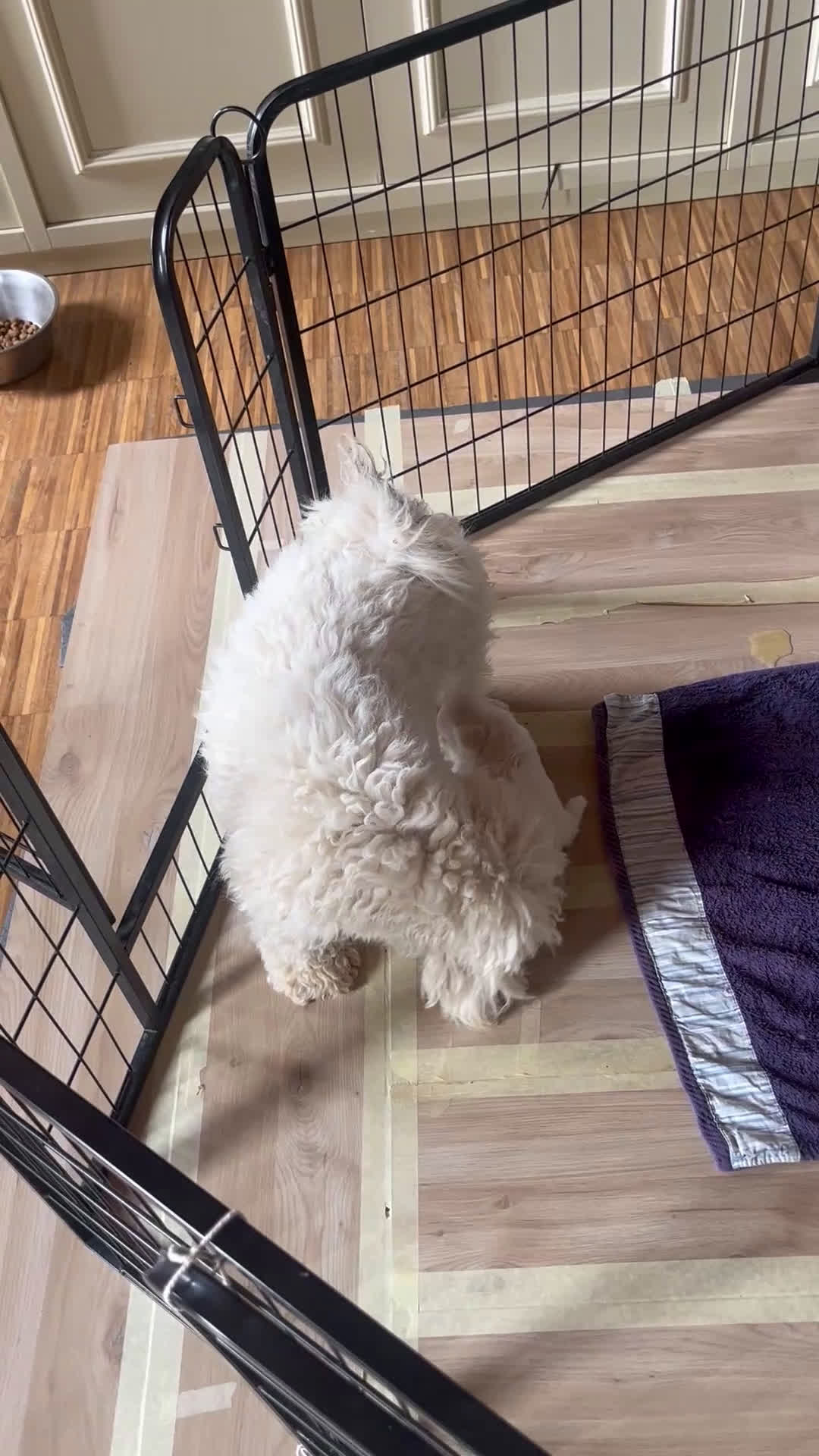 Maltese cani in vendita: Maltipoo a Provincia di Verona - Video 1