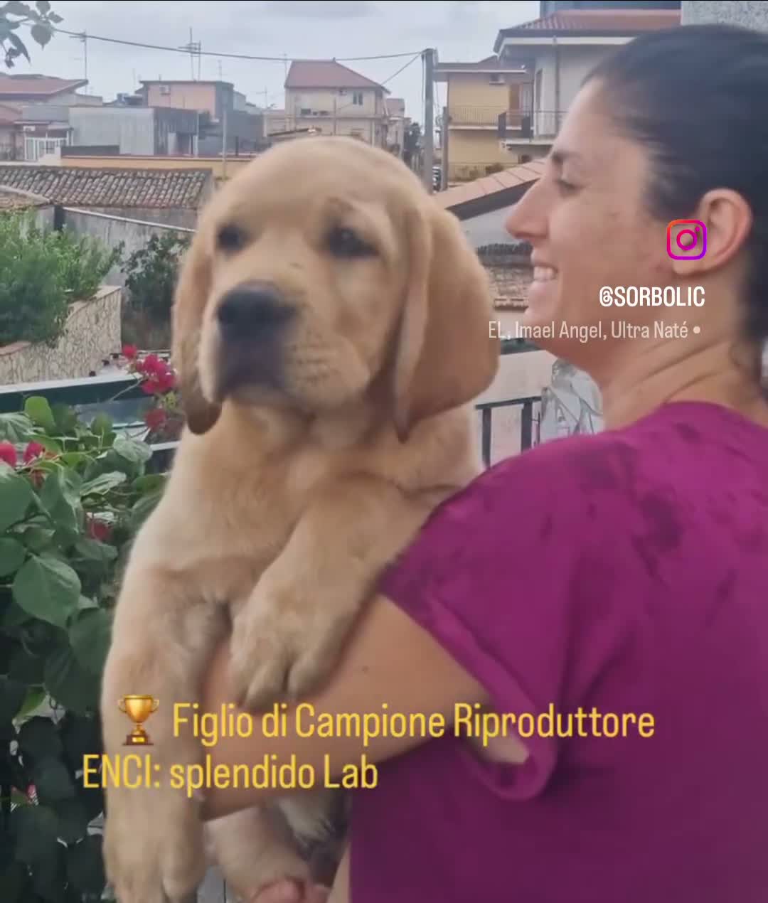 Labrador cani in vendita: LABRADOR ALTA GENEALOGIA - FIGLI DI CAMPIONE ENCI - Video 3