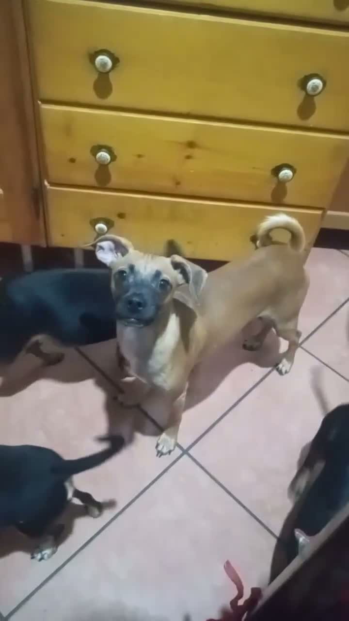 Meticcio cani in vendita: Similpinscher Jerry a Provincia di Prato - Video 1