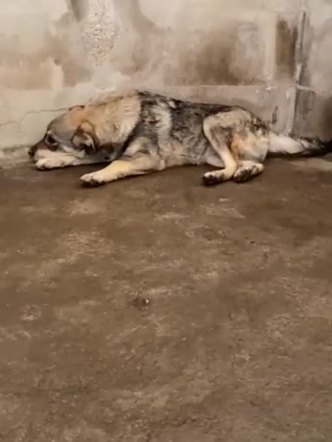 Meticcio cani in regalo: FLAVIA una bella timidina - Video 1