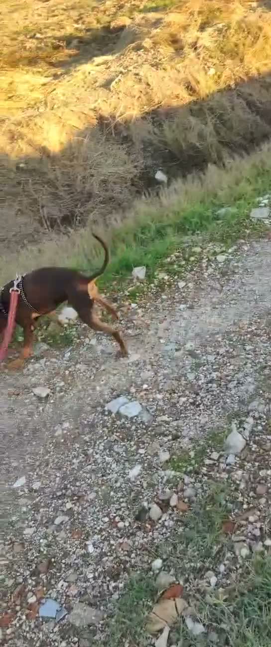 Pinscher Tedesco cani in regalo: Aron: 2 anni, 4 kg, socievole  - Video 1