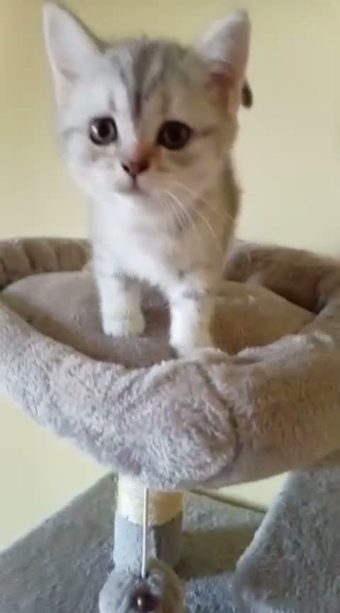 Scottish gatti in vendita: Disponibili Cuccioli Scottish - Video 2