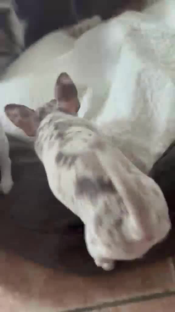 Chihuahua cani in vendita: Cuccioli chihuahua con il manto Arlecchino  a Provincia di Pavia - Video 1