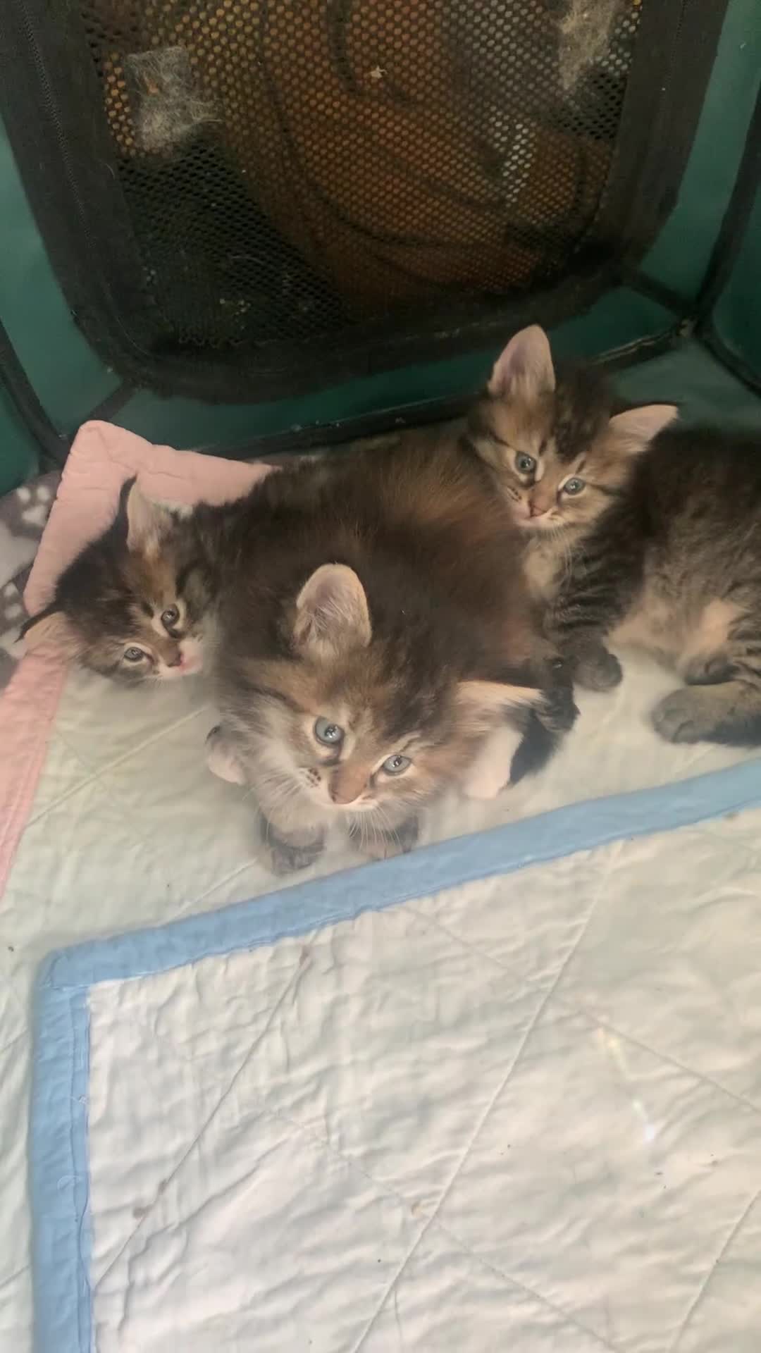 Siberiano gatti in vendita: Gattini siberiani stupendi  - Video 1