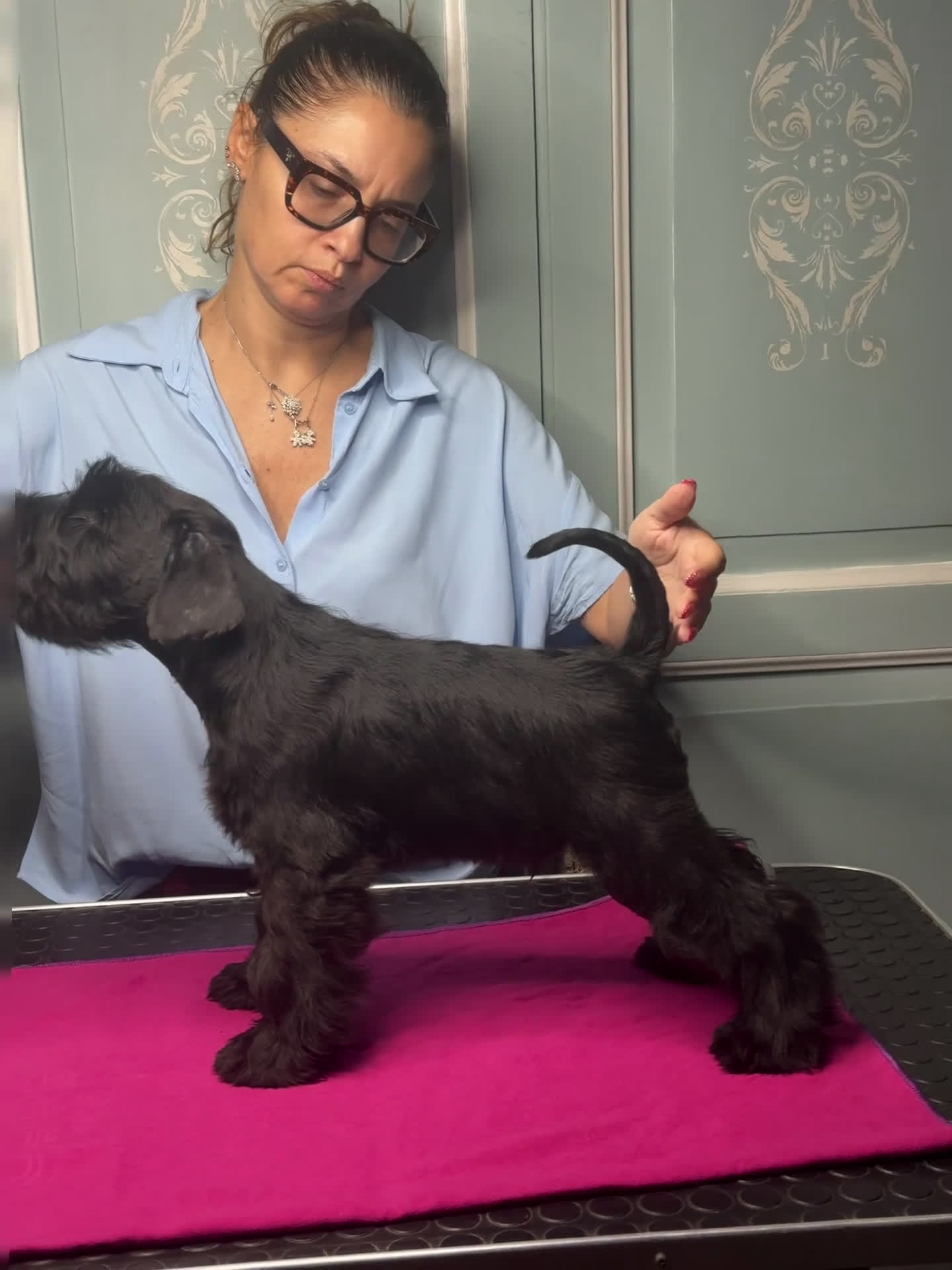 Mini Schnauzer cani in vendita: Schnauzer Nano nero  - Video 1
