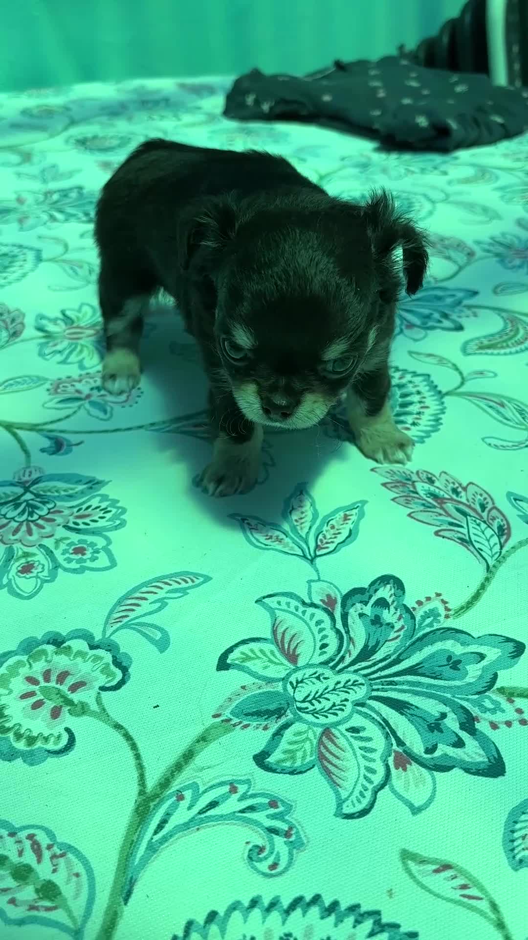 Chihuahua cani in vendita: Chihuahua pelo lungo  - Video 1