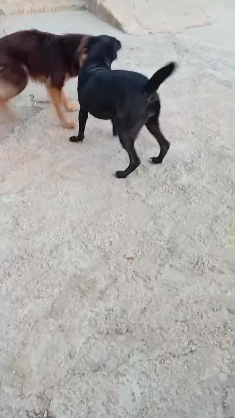 Meticcio cani in regalo: Lucy, una simil labrador in cerca di famiglia - Video 2