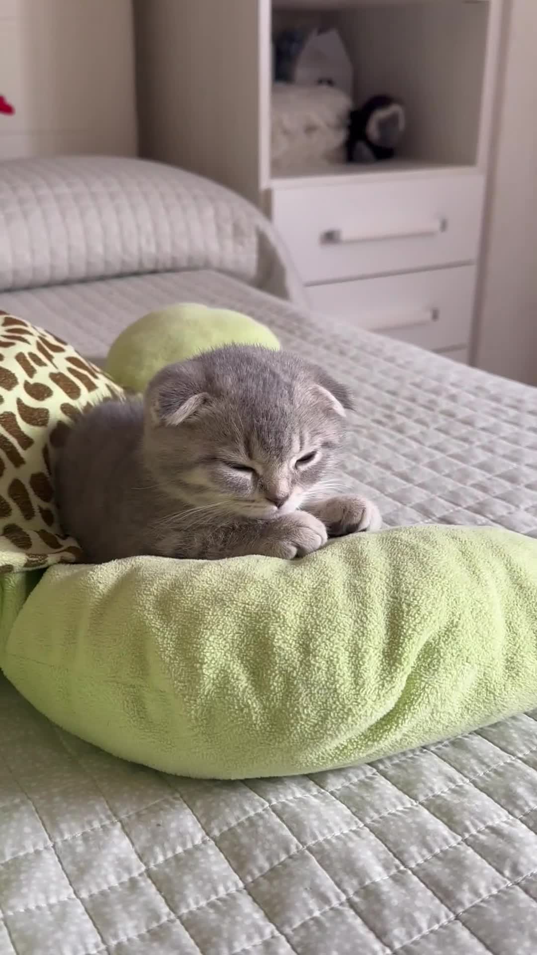 Scottish gatti in vendita: Cuccioli Scottish  a Città Metropolitana di Napoli - Video 3