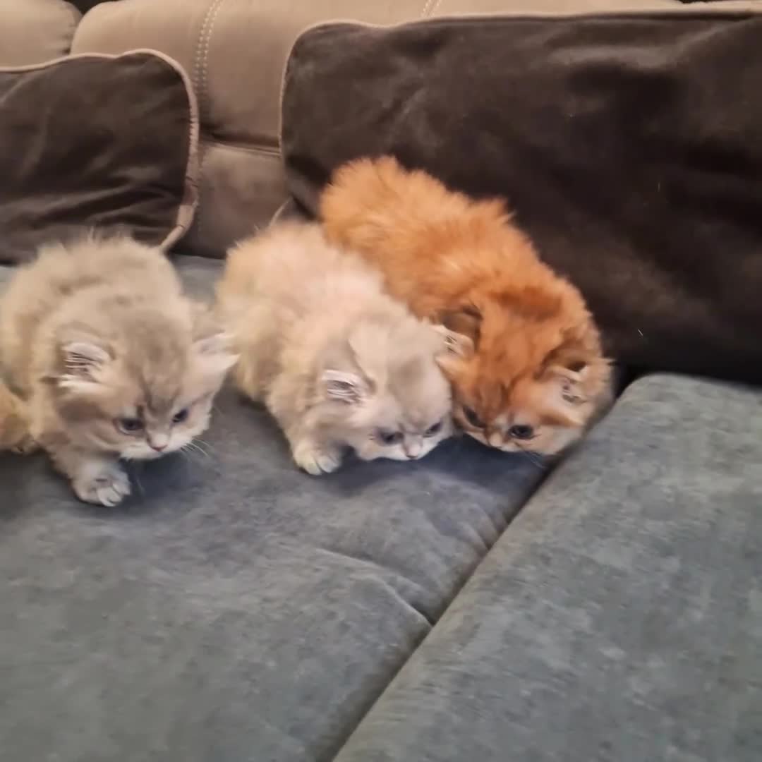 British gatti in vendita: British longhair  - Video 1