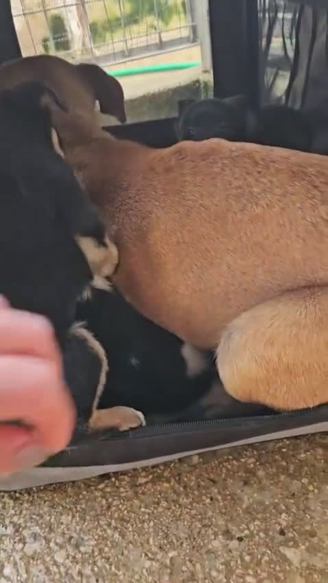 Meticcio cani in regalo: Elba: 2 mesi taglia contenuta  - Video 2