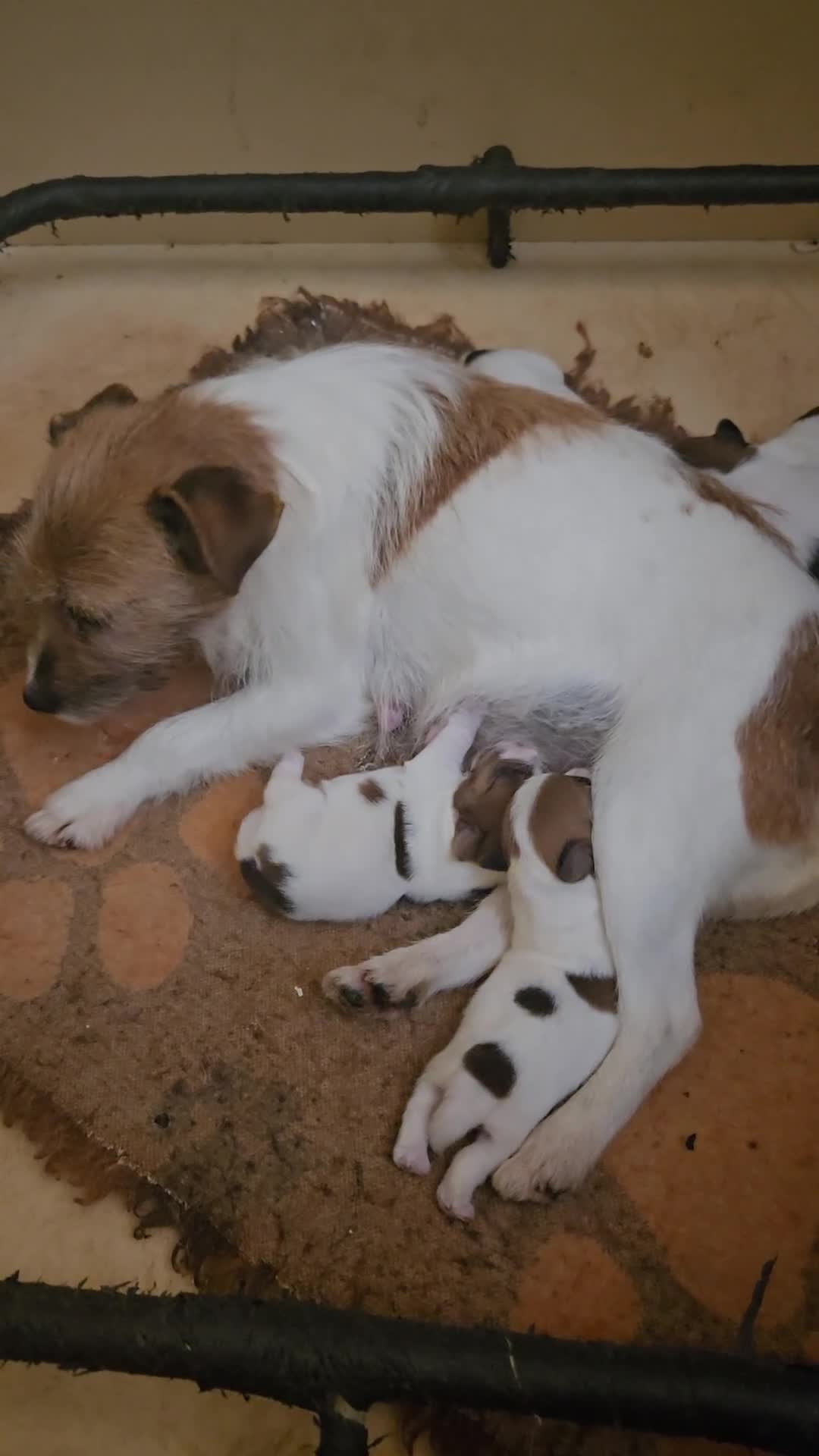 Jack Russell cani in vendita: Cuccioli Jack russell terrier  - Video 3