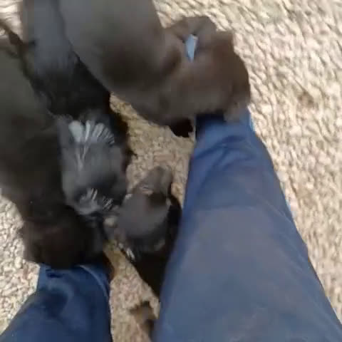 Meticcio cani in regalo: SMERALDO e DIAMANTE - Video 1