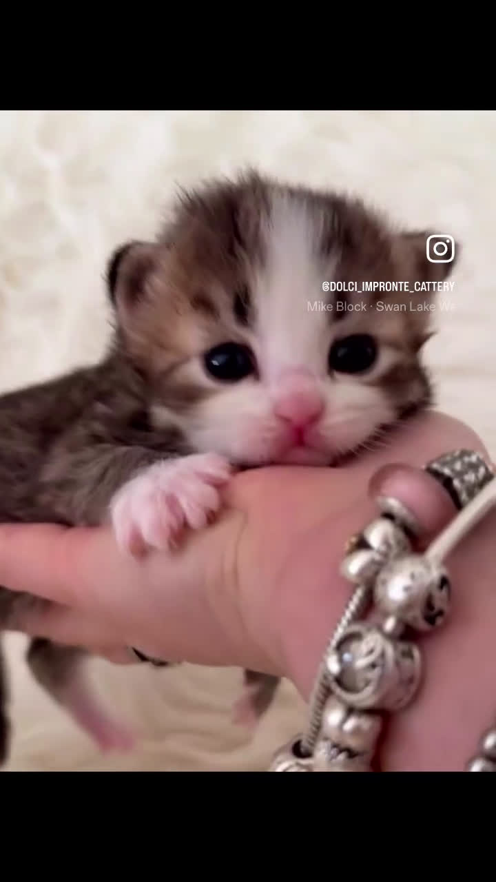 Siberiano gatti in vendita: Gattini siberiani - Video 2