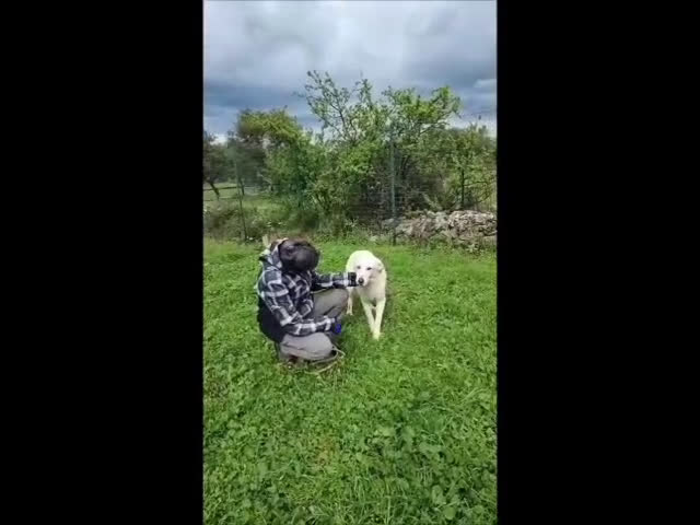 Meticcio cani in regalo: Ellen, un cane pronto a splendere a Città Metropolitana di Bari - Video 1