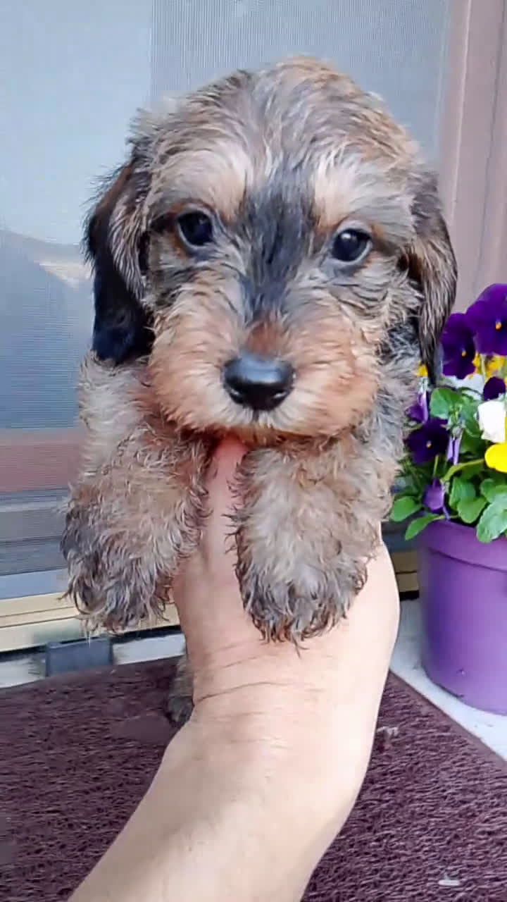 Bassotto cani in vendita: Bassotto pelo duro nano foglia secca - Video 2