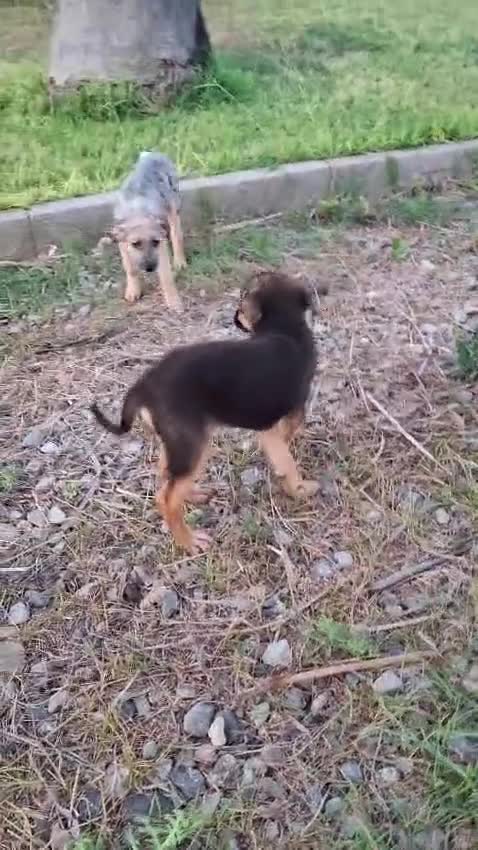 Meticcio cani in regalo: GIULIA 🩷 un mondo da scoprire insieme 😍 - Video 1